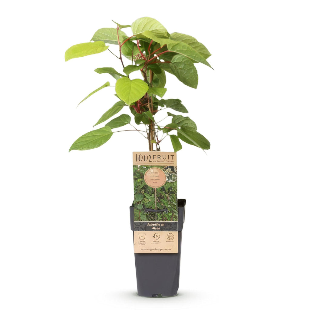 Kiwi Pflanze männlich Actinidia arguta Weiki 50cm 15cm winterhart Kletterpflanze zur Bestäubung für Mini Kiwi Hardy Kiwi Garten Balkon Terrasse pflegeleicht
