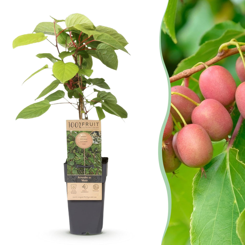 Kiwi Pflanze männlich Actinidia arguta Weiki 50cm 15cm winterhart Kletterpflanze zur Bestäubung für Mini Kiwi Hardy Kiwi Garten Balkon Terrasse pflegeleicht
