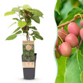 Kiwi Pflanze männlich Actinidia arguta Weiki 50cm 15cm winterhart Kletterpflanze zur Bestäubung für Mini Kiwi Hardy Kiwi Garten Balkon Terrasse pflegeleicht