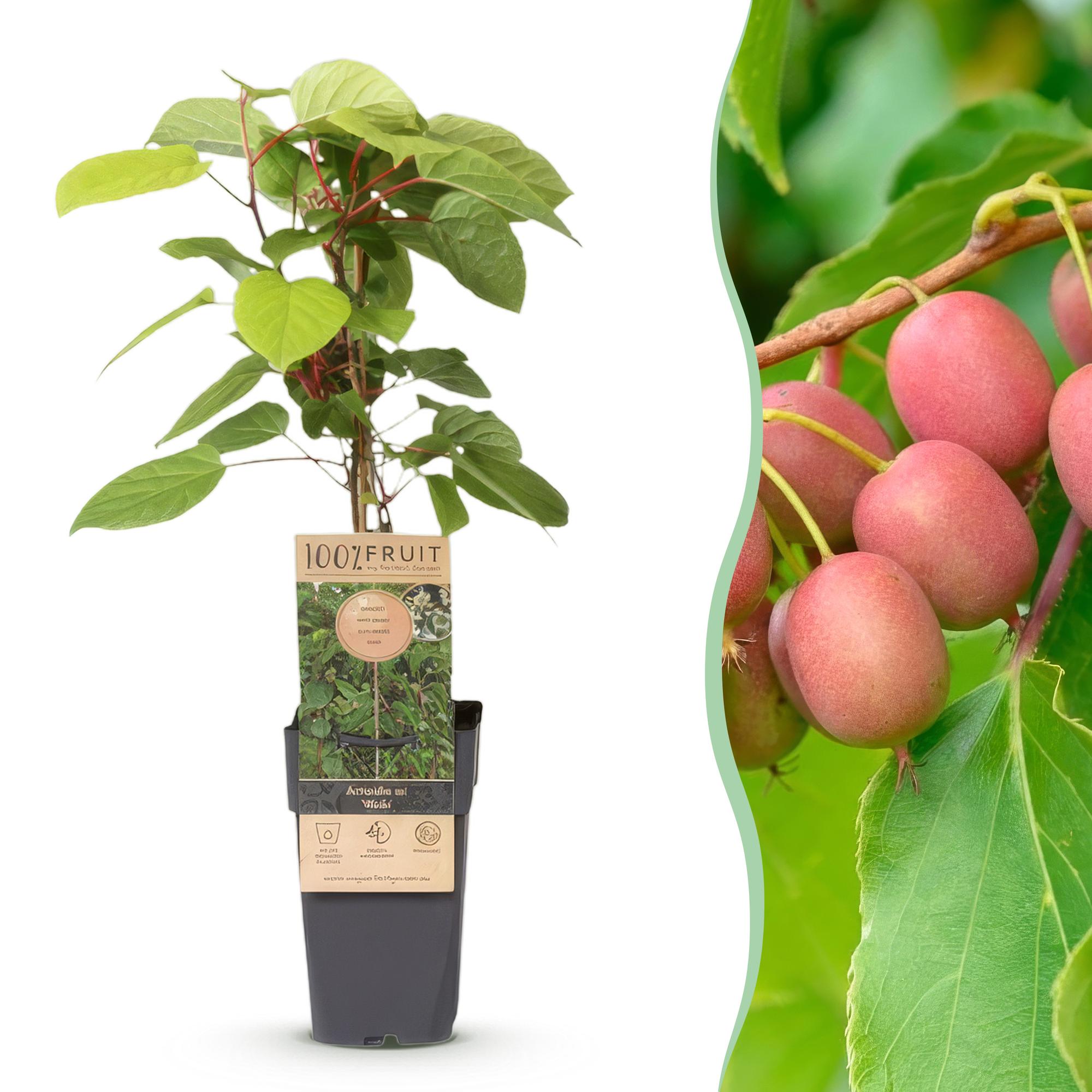 Kiwi Pflanze männlich Actinidia arguta Weiki 50cm 15cm winterhart Kletterpflanze zur Bestäubung für Mini Kiwi Hardy Kiwi Garten Balkon Terrasse pflegeleicht