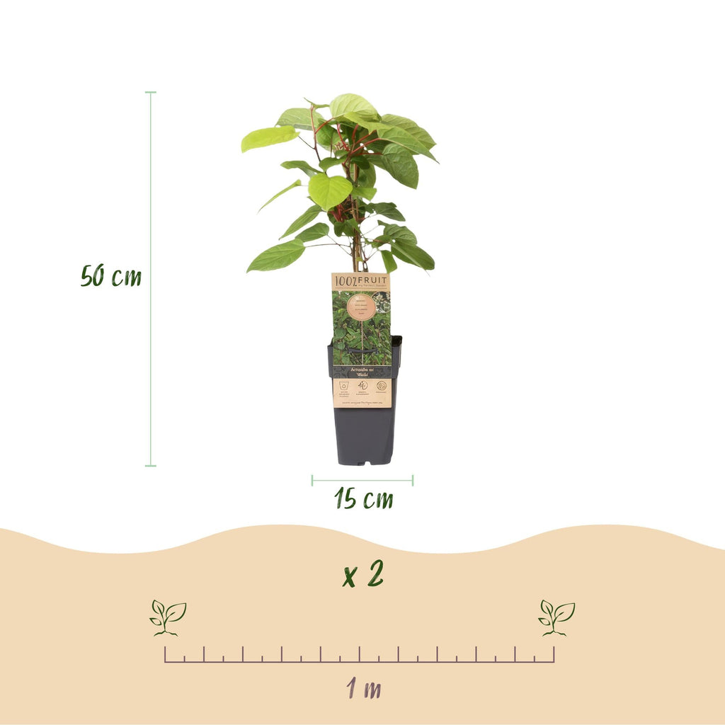 Kiwi Pflanze männlich Actinidia arguta Weiki 50cm 15cm winterhart Kletterpflanze zur Bestäubung für Mini Kiwi Hardy Kiwi Garten Balkon Terrasse pflegeleicht