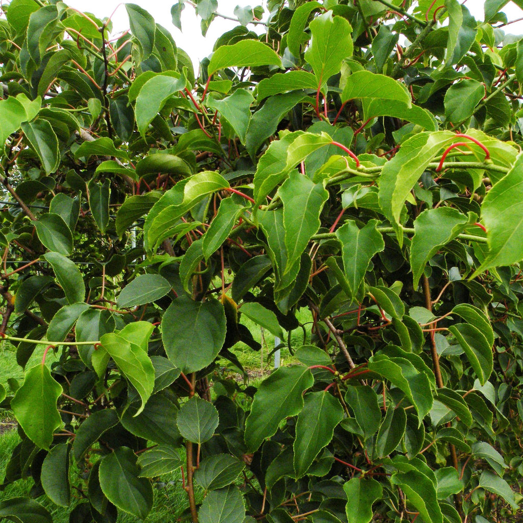 Kiwi Pflanze männlich Actinidia arguta Weiki 50cm 15cm winterhart Kletterpflanze zur Bestäubung für Mini Kiwi Hardy Kiwi Garten Balkon Terrasse pflegeleicht