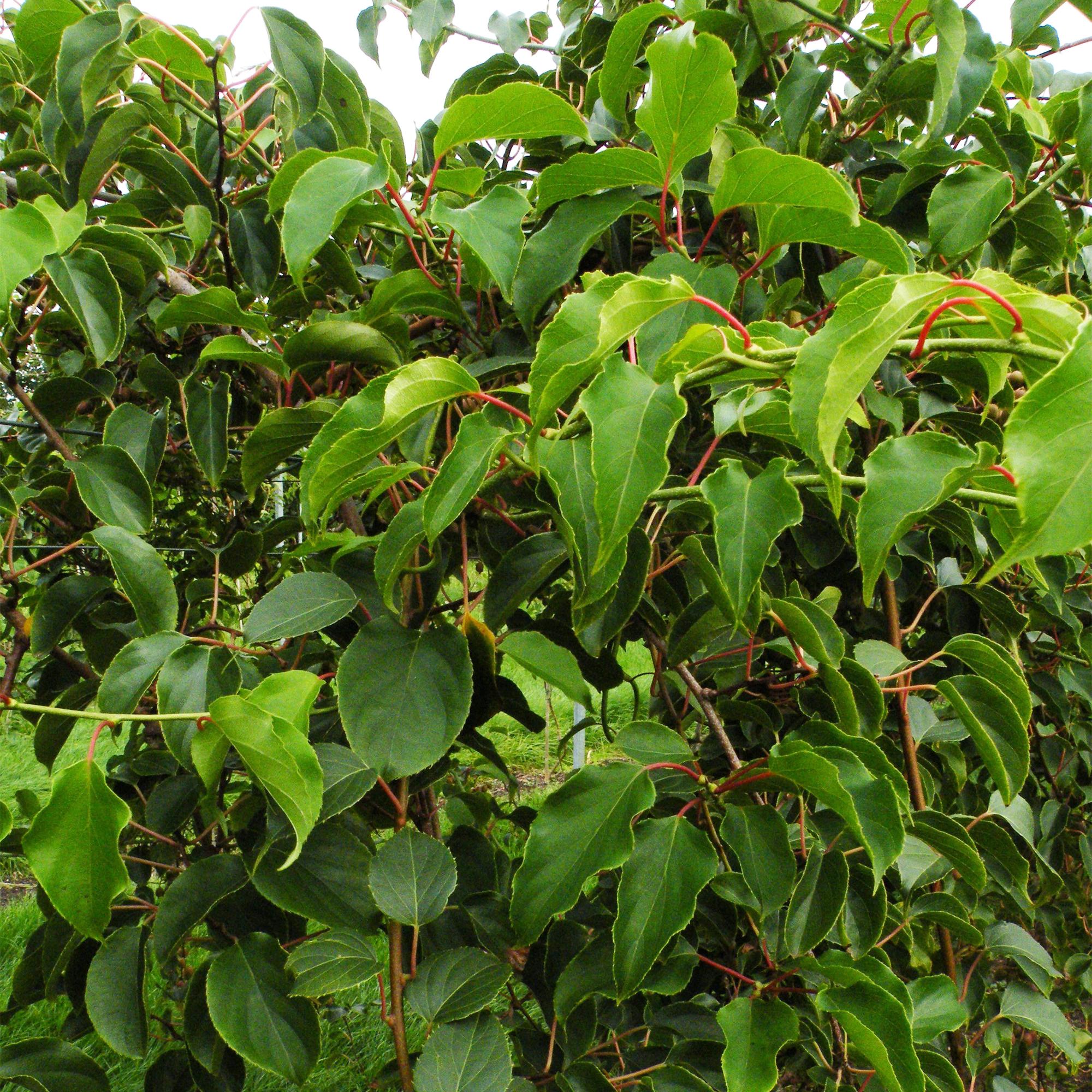 Kiwi Pflanze männlich Actinidia arguta Weiki 50cm 15cm winterhart Kletterpflanze zur Bestäubung für Mini Kiwi Hardy Kiwi Garten Balkon Terrasse pflegeleicht