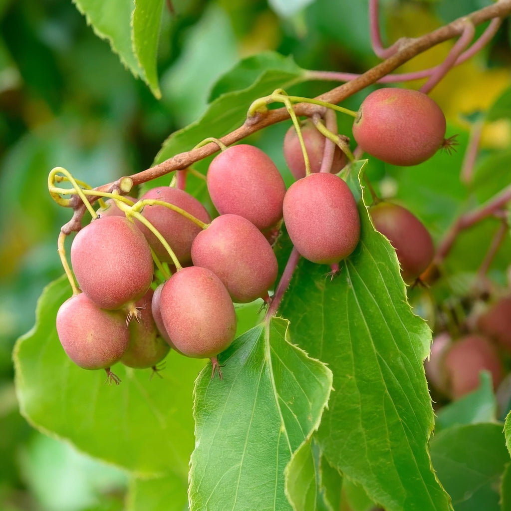 Kiwi Pflanze männlich Actinidia arguta Weiki 50cm 15cm winterhart Kletterpflanze zur Bestäubung für Mini Kiwi Hardy Kiwi Garten Balkon Terrasse pflegeleicht