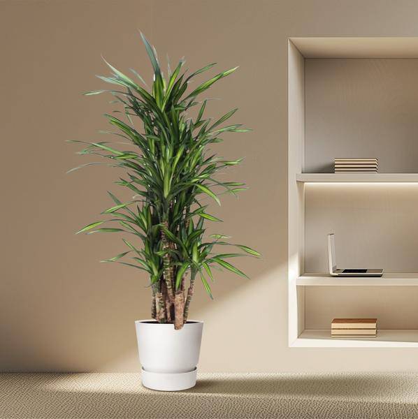 Drachenbaum Dracaena Riki – 140cm hoch – Ø30cm – Elegante Zimmerpflanze mit schmalem dunkelgrünem Blattwerk – Pflegeleicht & robust – Für Wohnzimmer, Büro & Innenräume
