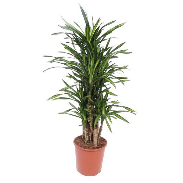Drachenbaum Dracaena Riki – 140cm hoch – Ø30cm – Elegante Zimmerpflanze mit schmalem dunkelgrünem Blattwerk – Pflegeleicht & robust – Für Wohnzimmer, Büro & Innenräume