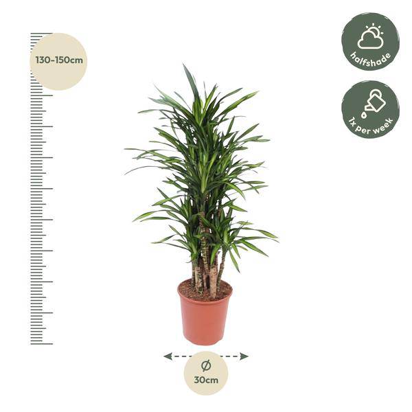 Drachenbaum Dracaena Riki – 140cm hoch – Ø30cm – Elegante Zimmerpflanze mit schmalem dunkelgrünem Blattwerk – Pflegeleicht & robust – Für Wohnzimmer, Büro & Innenräume