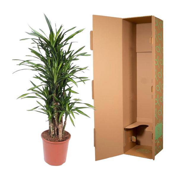 Drachenbaum Dracaena Riki – 140cm hoch – Ø30cm – Elegante Zimmerpflanze mit schmalem dunkelgrünem Blattwerk – Pflegeleicht & robust – Für Wohnzimmer, Büro & Innenräume